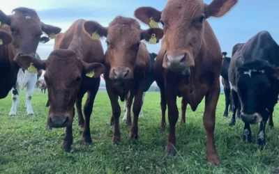What is A2 Milk?