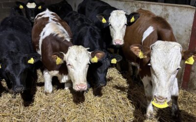 Male calves born last summer.